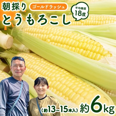 6月下旬以降発送 朝採り とうもろこし ゴールドラッシュ 約6kg (約13～15本入)