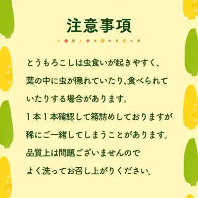 6月下旬以降発送 朝採り とうもろこし ゴールドラッシュ 約6kg (約13～15本入)