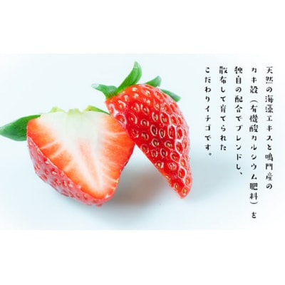うずしおベリー カタラーナ 2箱セット(計8個)