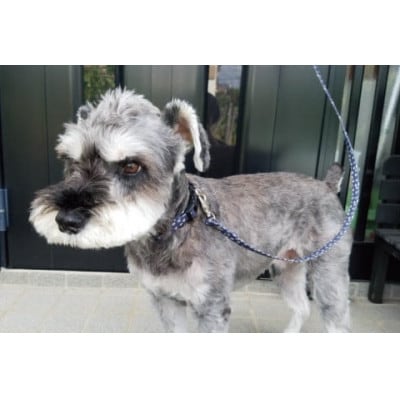 【小型犬用10kgまで】光るリード シュナウザー柄の反射材(紺)(40-10)