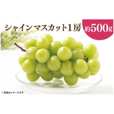 【先行予約】【2025年10月以降発送】シャインマスカット1房(約500g)(49-06 )
