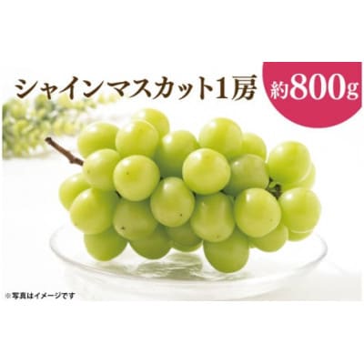 【先行予約】【2025年10月以降発送】シャインマスカット1房(約800g)(49-01)
