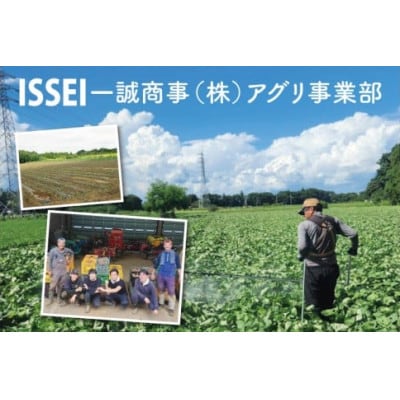 【12月下旬より順次発送】さつまいも くりかぐや5kg (90-01)