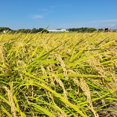 茨城県共通返礼品/美浦村【令和7年産】茨城県産コシヒカリおかだいらの恵10kg　精米(5kg×2袋)