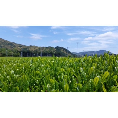 有機煎茶　のどか　80g×3本入
