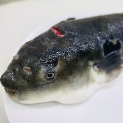 養殖 トラフグ 身欠き【kt058-001】ふぐ ふぐ鍋 てっちり鍋 とらふぐ 