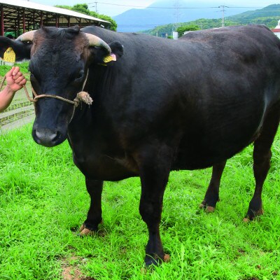 博多和牛肩ロースうす切り　1kg(広川町)