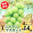 【2025年8月下旬より順次発送】シャインマスカット4P 約1.4kg(広川町)