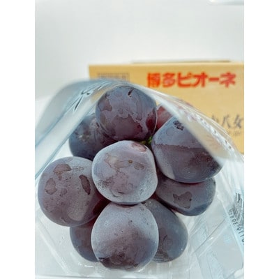 【2026年7月下旬より順次発送】先行予約★ピオーネ大粒黒ぶどう 4パック計約1400g(広川町)