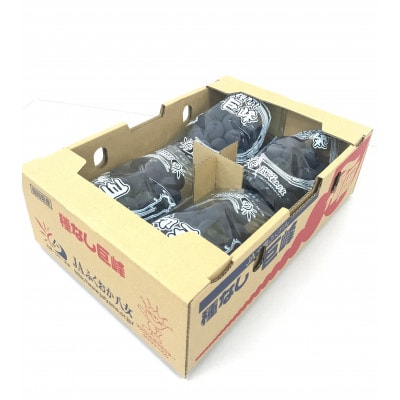 【2026年7月より順次発送開始】種なし巨峰の甘さと食感を堪能 約1.4kg　先行予約(広川町)