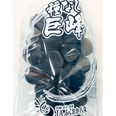 【2026年7月より順次発送開始】種なし巨峰の甘さと食感を堪能 約1.4kg　先行予約(広川町)