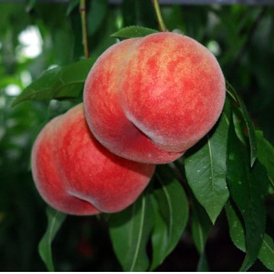 【2026年6月より順次発送】先行予約 桃(日川白鳳) 化粧箱入 約1.0kg×2箱(広川町)