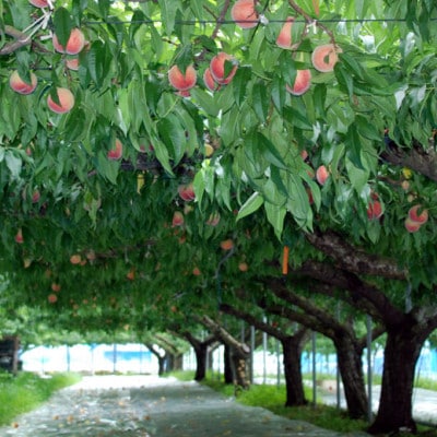 【2026年6月より順次発送】先行予約 桃(日川白鳳) 化粧箱入 約1.0kg×2箱(広川町)