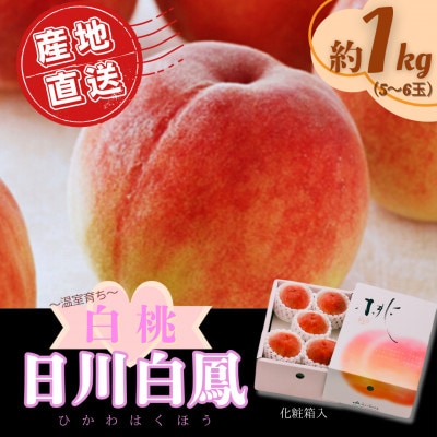 【2026年6月より順次発送】先行予約 産地直送 桃(日川白鳳) 化粧箱入り 約1.0kg(広川町)