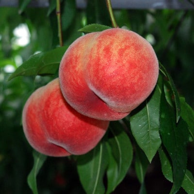 【2026年6月より順次発送】先行予約 産地直送 桃(日川白鳳) 化粧箱入り 約1.0kg(広川町)