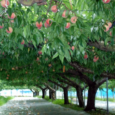 【2026年6月より順次発送】先行予約 産地直送 桃(日川白鳳) 化粧箱入り 約1.0kg(広川町)