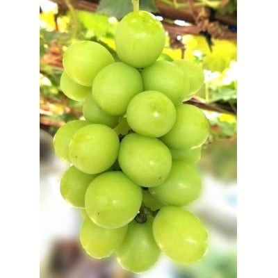 【2026年9月上旬より順次発送】シャインマスカット大房2房 約1kg(広川町)