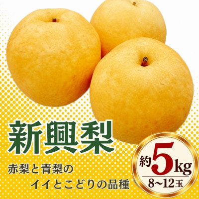 【2026年10月上旬より順次発送】福岡県 広川町産 新興梨 約5kg(8～12玉)(広川町)