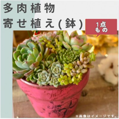 naturオリジナル 多肉植物 寄植え(鉢植え1個)