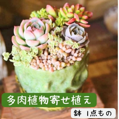 naturオリジナル 多肉植物 寄植え(鉢)1点