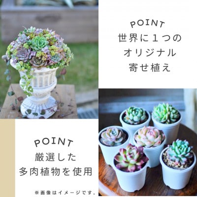 naturオリジナル 多肉植物 寄植え(鉢)1点