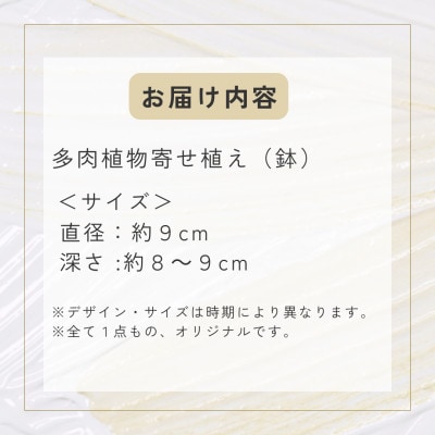 naturオリジナル 多肉植物 寄植え(鉢)1点