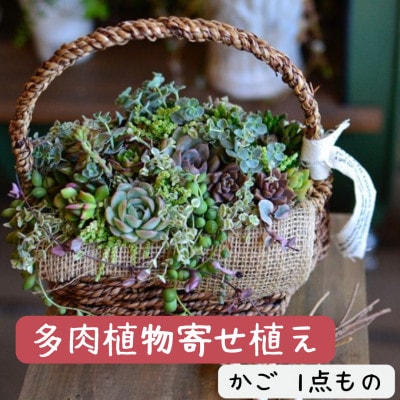 naturオリジナル 多肉植物寄植え(カゴ)1点