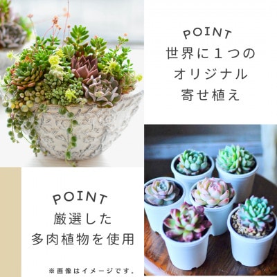 naturオリジナル 多肉植物寄植え(カゴ)1点
