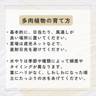 【plants funshop natur】多肉植物の苗 6個セット