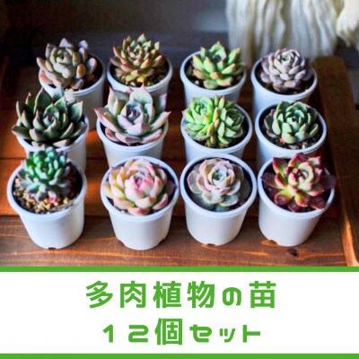 【plants funshop natur】多肉植物の苗 12個セット