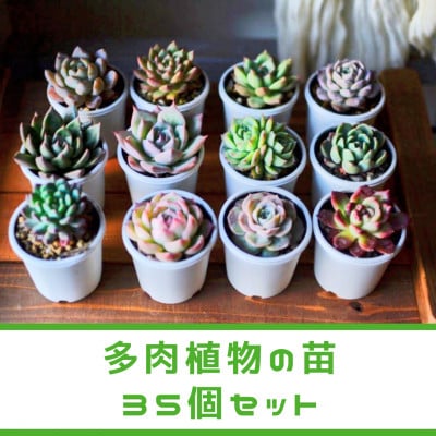 【plants funshop natur】多肉植物の苗 35個セット