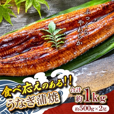 ふっくら肉厚うなぎ蒲焼 計約1kg(約500g×2尾)