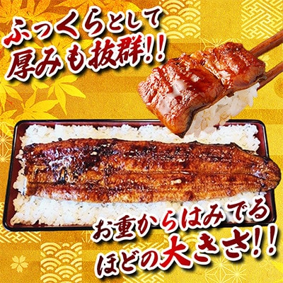 ふっくら肉厚うなぎ蒲焼 計約1kg(約500g×2尾)