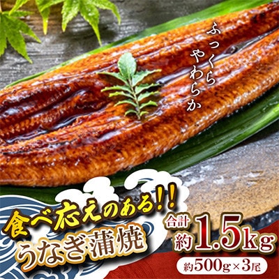 ふっくら肉厚うなぎ蒲焼 計約1.5kg(約500g×3尾)