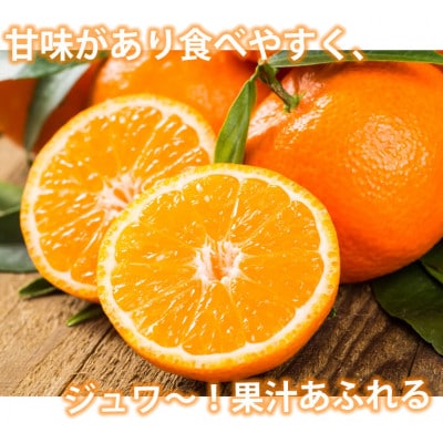 みかん 秀品 計5kg【2024年11月下旬から2025年2月下旬発送予定】【Foody's】