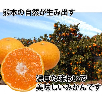 みかん 秀品 計5kg【2024年11月下旬から2025年2月下旬発送予定】【Foody's】