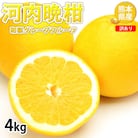 訳あり河内晩柑 みかん 4kg【2026年3月下旬～6月下旬発送予定】【Foody's】(熊本市)