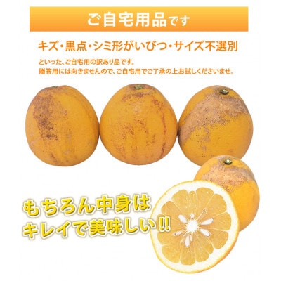 訳あり河内晩柑 みかん 4kg【2025年3月下旬～7月下旬発送予定】【Foody's】(熊本市)