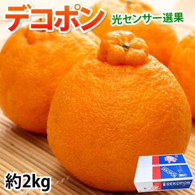 デコポン 光センサー選果 約2kg【2025年12月中旬から2026年4月下旬発送予定】(熊本市)