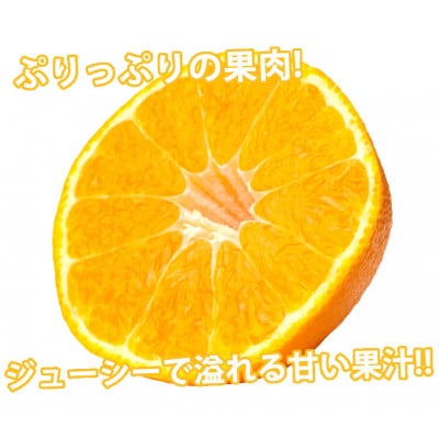 デコポン 光センサー選果 約2kg【2025年12月中旬から2026年4月下旬発送予定】(熊本市)