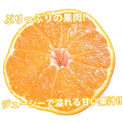 訳あり 不知火 デコみかん 計5kg 【2026年1月下旬から2026年4月下旬発送予定】(熊本市)