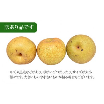 【さとふる限定】訳あり 豊水梨 約5kg【2026年8月下旬から2026年9月下旬発送予定】