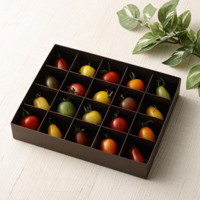 20色 カラフル ミニトマト 20粒  完熟トマト【アーティフル】