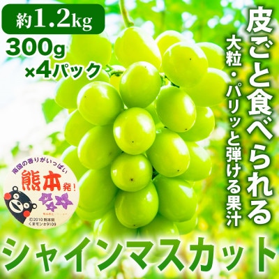 熊本産 甘みが強く香り高いぶどう! シャインマスカット 約1.2kg 300g×4P(熊本市)