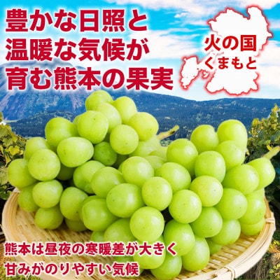 熊本産 甘みが強く香り高いぶどう! シャインマスカット 約1.2kg 300g×4P(熊本市)