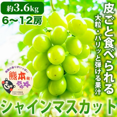 熊本産 甘みが強く香り高いぶどう! シャインマスカット 約3.6kg 6～12房(熊本市)