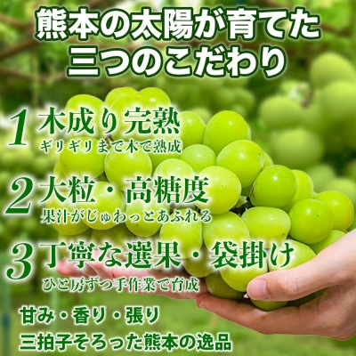熊本産 甘みが強く香り高いぶどう! シャインマスカット 約3.6kg 6～12房(熊本市)