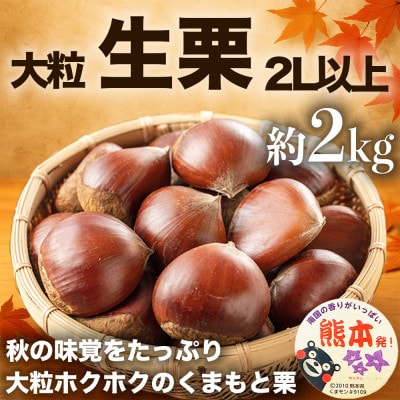 生栗 大粒 2L以上 約2kg(熊本市)