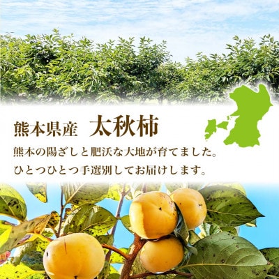 【先行予約】 熊本県産 新触感 柿 高糖度 甘い 太秋柿 約3kg(8～15玉)(熊本市)