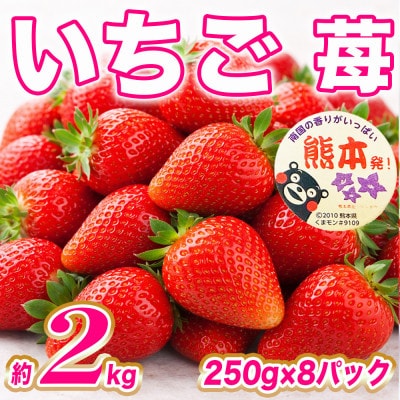いちご 約2kg(約250g×8パック)(熊本市)